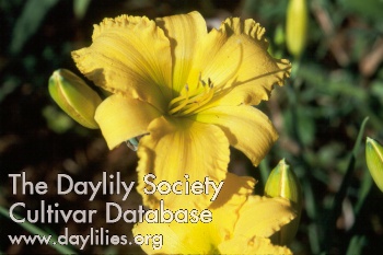 Daylily Golden Swallow